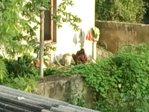 AfriCam videos porno ...